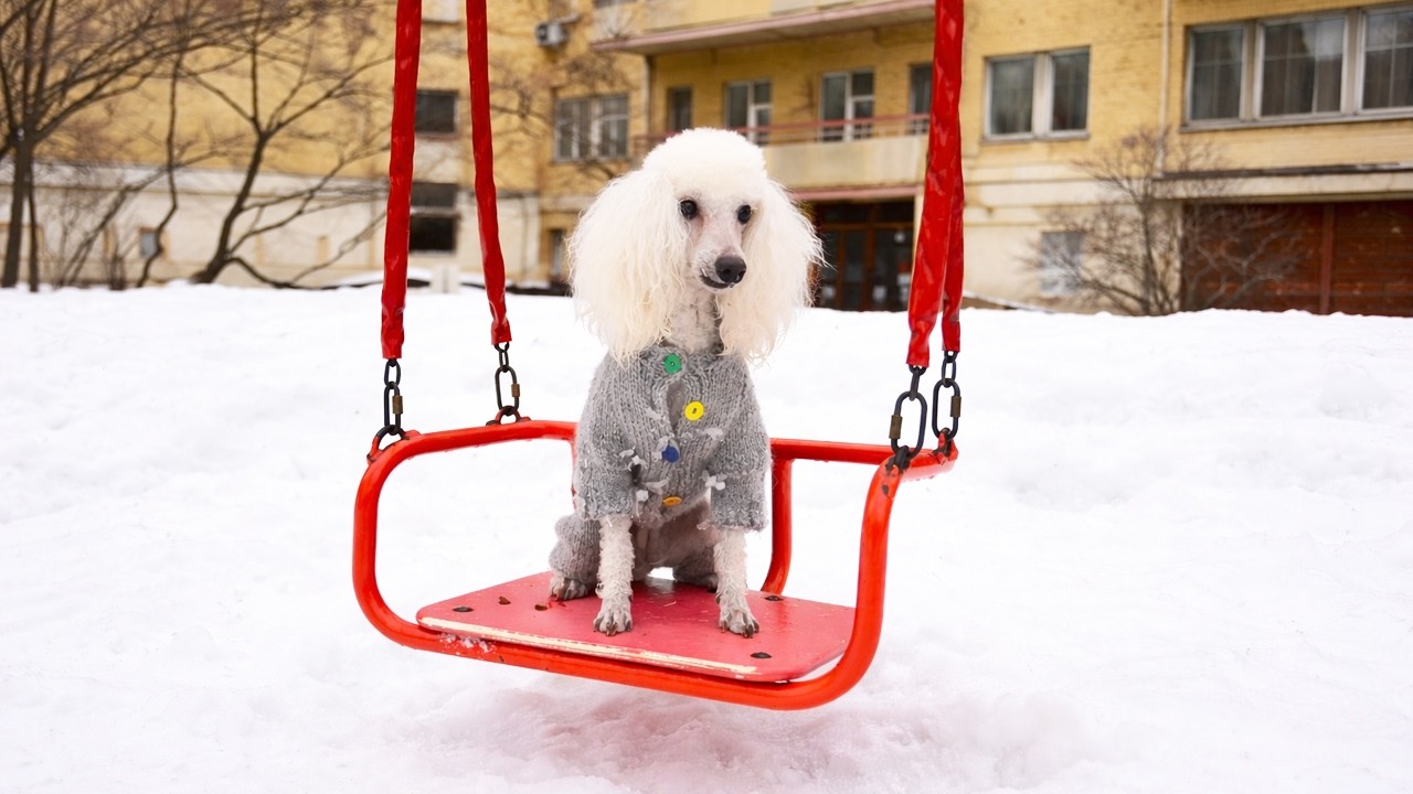 Breeding Dog Was Abandoned and Left Alone When Her Sight Slowly Disappeared