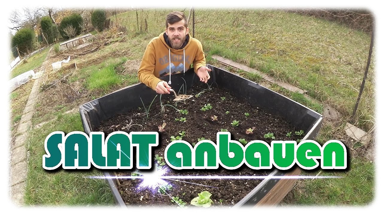 Salat aussäen und auspflanzen | Direktsaat und vorgezogene Pflanzen | Salat Anbau #1