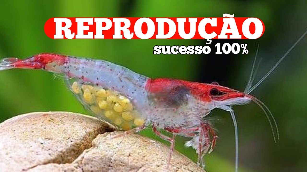 COMO AUMENTAR A REPRODUÇÃO DE CAMARÕES NO SEU AQUARIO