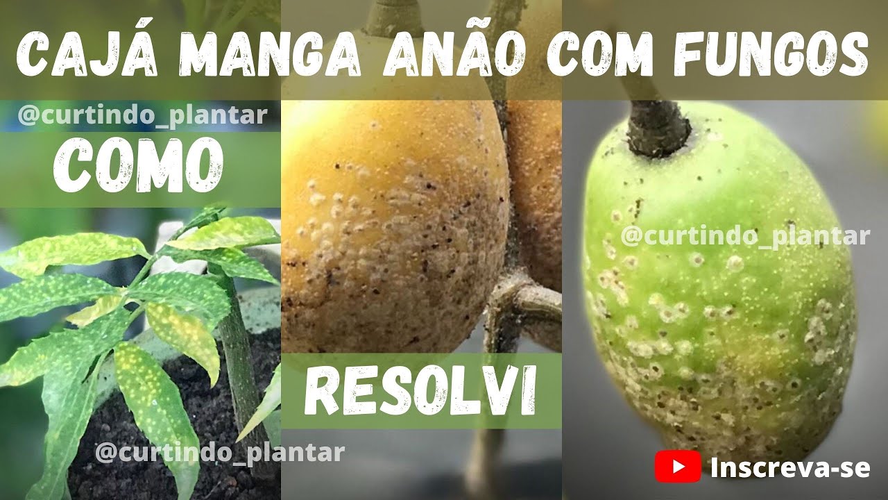 CAJÁ MANGA ANÃO COM FOLHAS E FRUTOS COM MANCHAS AMARELAS | COMO SOLUCIONAR