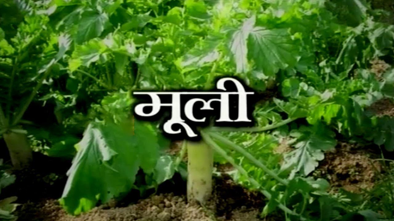 Health Benefits of Radish (मूली) | Acharya Balkrishna