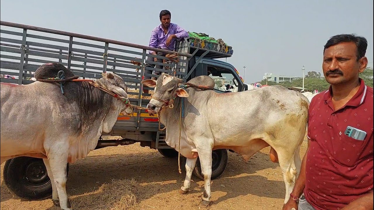 పెబ్బేరు సంతకి భారీ సైజు ఒంగోలు కోడెలు తీసుకొచ్చిన గుంటూరు జిల్లా తెనాలి రైతు | Ongole Bulls 🐂🐂