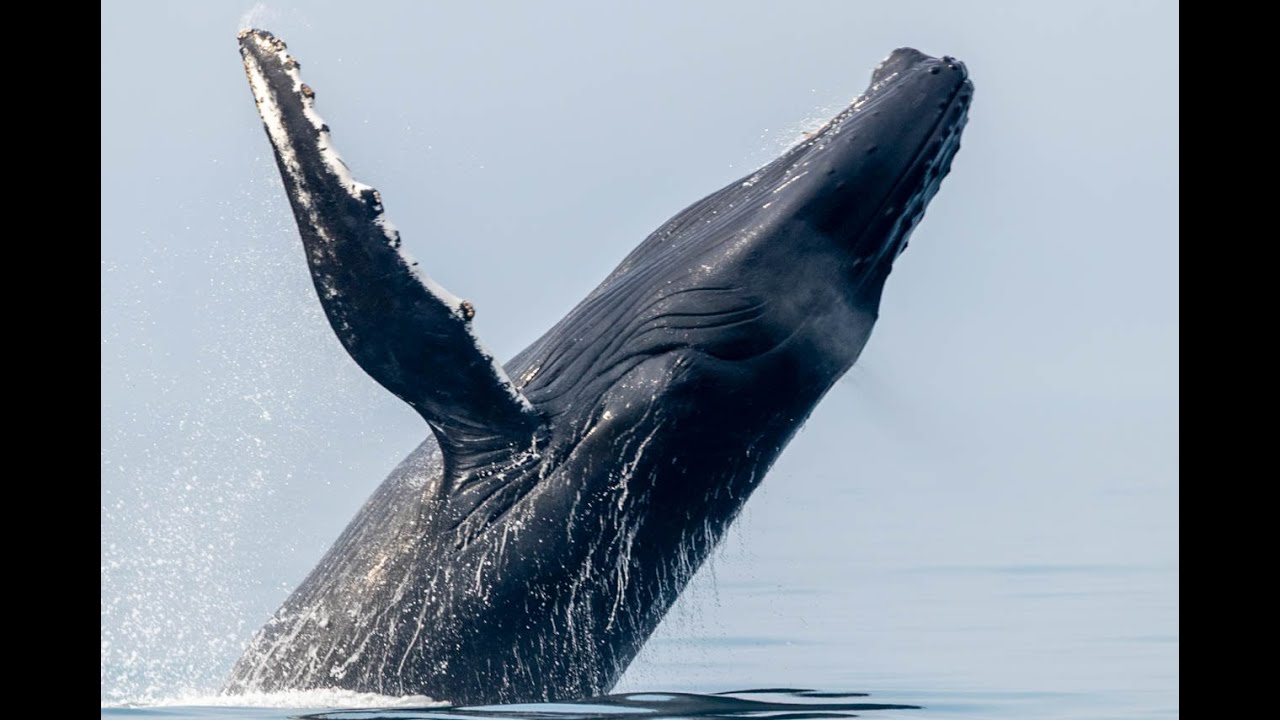 Adventures In Paradise   Whale Watching