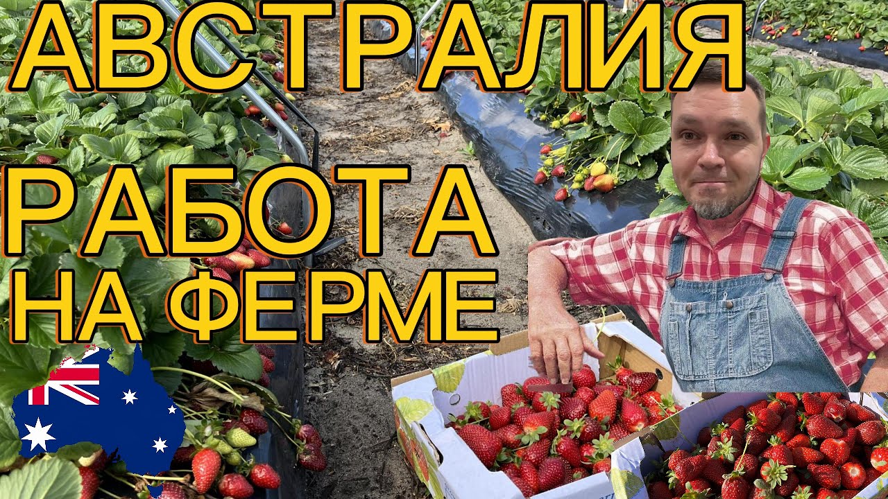 ФЕРМА В АВСТРАЛИИ. СБОР КЛУБНИКИ