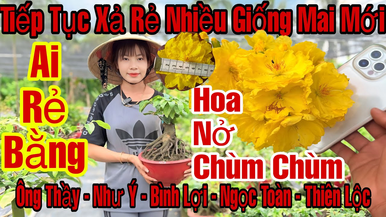 2/3☎️0375242517☎️🌲Mai Vàng Giá Rẻ🌲Giảo Ông Thầy-Cam Thiên Lộc-Ngọc Toàn-Như Ý-Hoa Nở Chùm…🌲