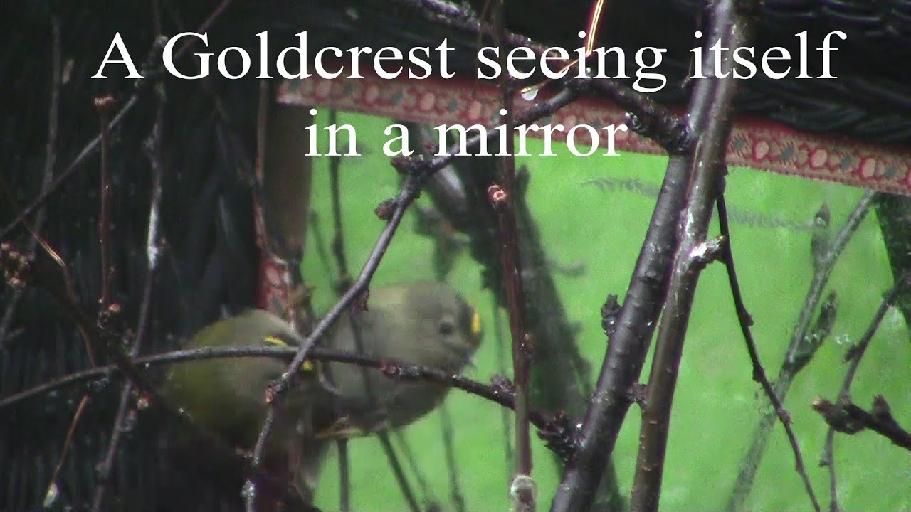 A Goldcrest looking at itself in  mirror