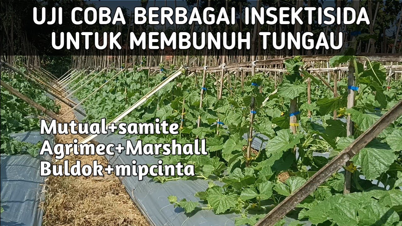 UJI COBA BERBAGAI INSEKTISIDA UNTUK MEMBASMI TUNGAU #melon #farming 