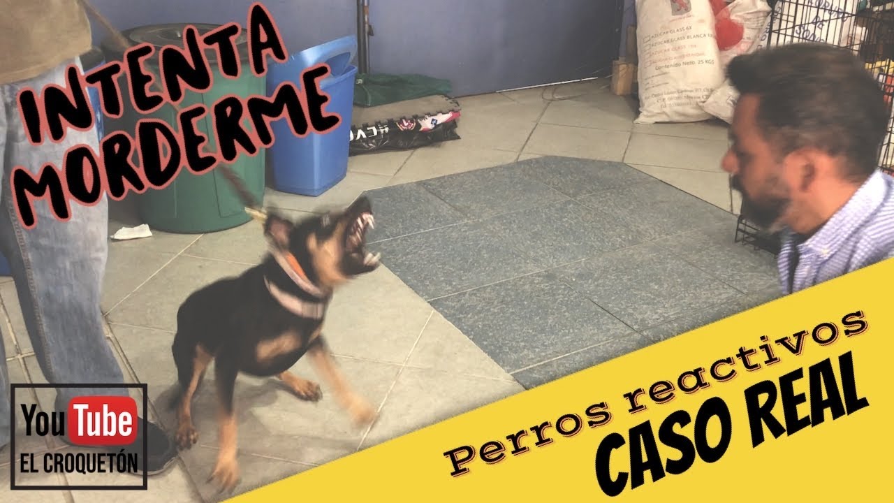 PERRO AGRESIVO, REACTIVO | CASO REAL | INTENTA ATACARME