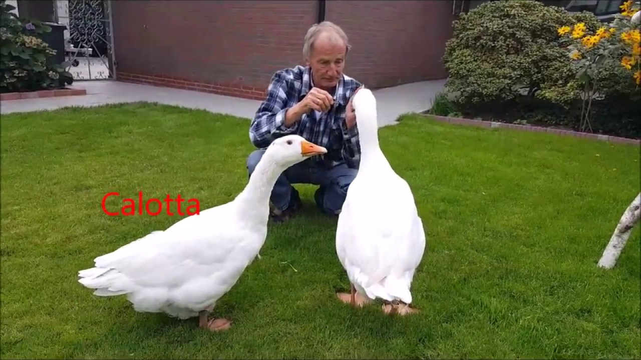 Gänse im Alltag