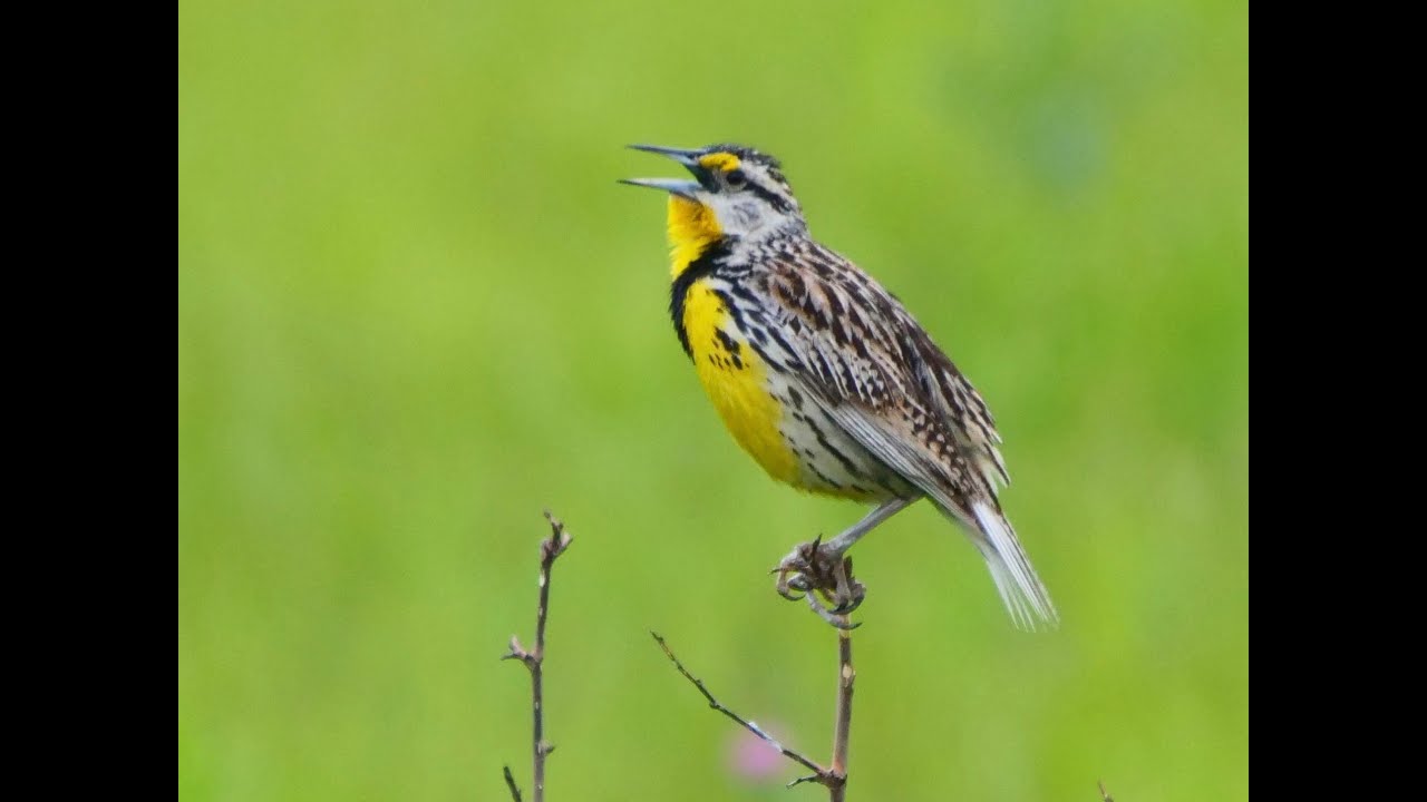 Eastern Meadowlark