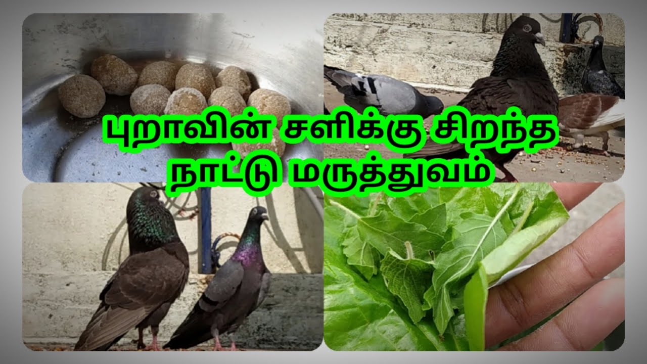 PIGEON COLD NATURAL MEDICINE | SIMPLE HOME MADE MEDICINE FOR PIGEONS