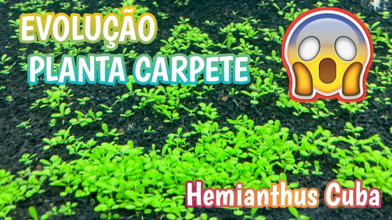 PLANTAS CARPETE - HEMIANTHUS CUBA - Atualização PlantadoSemFrescura