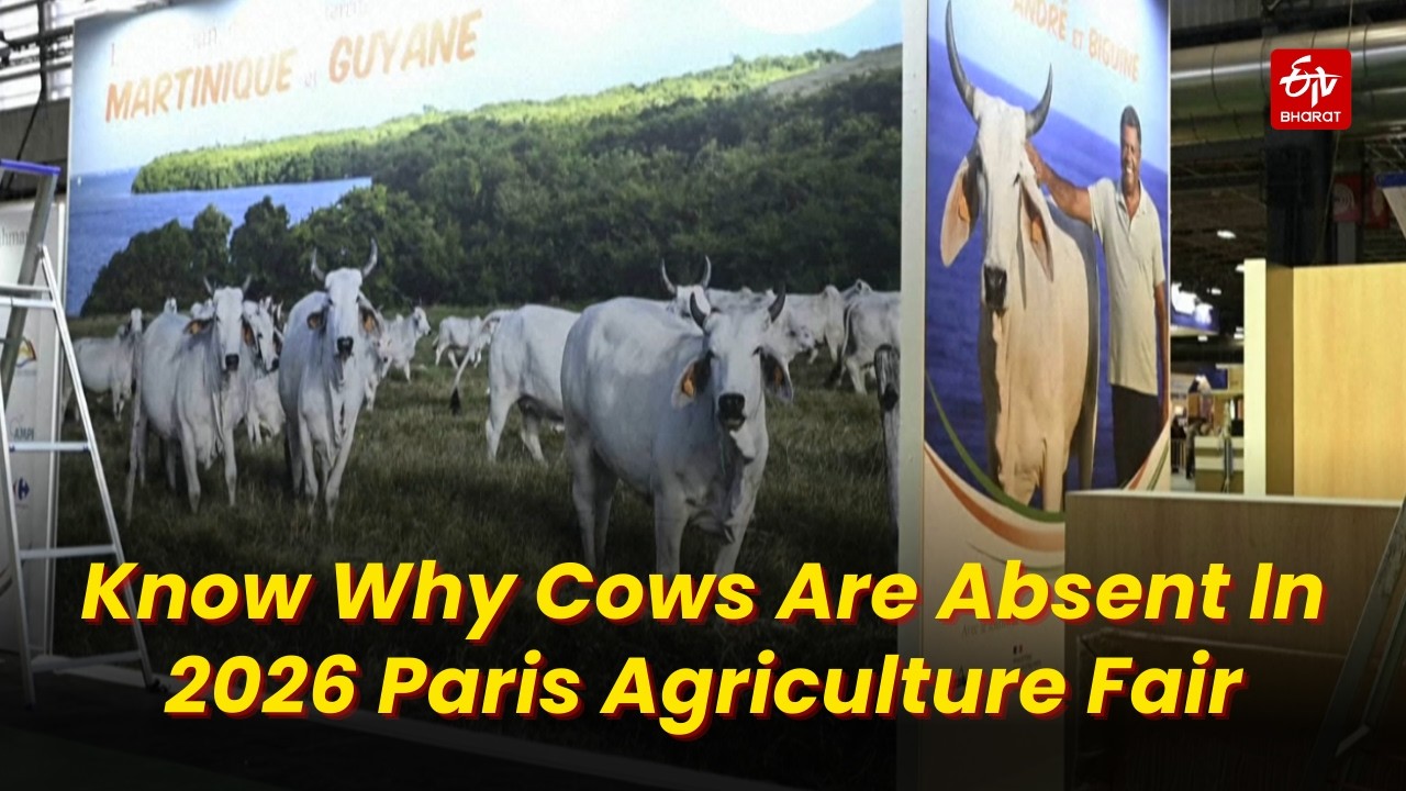 Know Why Cows Are Absent In 2026 Paris Agriculture Fair