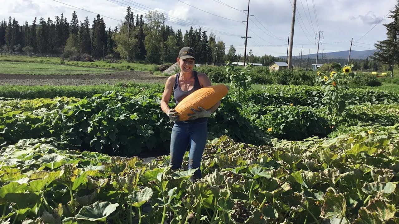 Growing Winter Squash — In the Alaska Garden with Heidi Rader