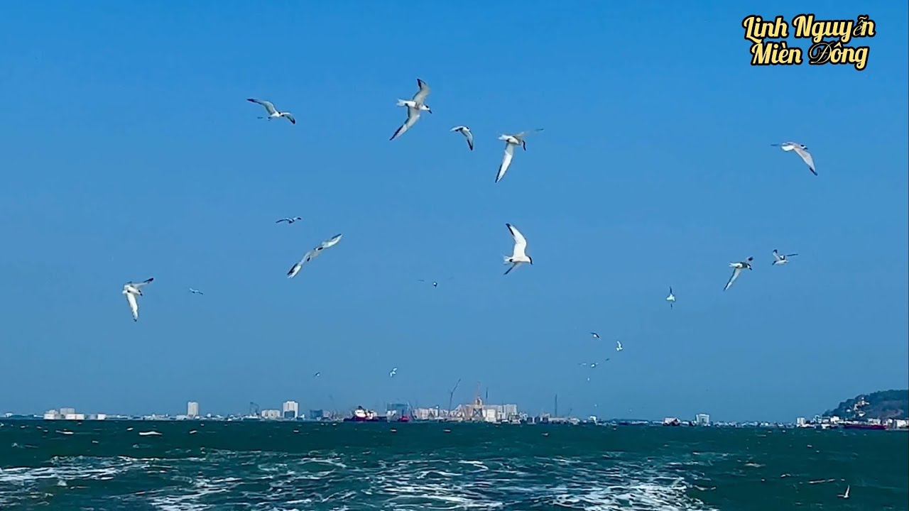 Hành Trình Cả Nhà Đi Vũng Tàu Bằng Xe Máy Trãi Nghiệm Qua Phà Đường Biển Quá Vui  
