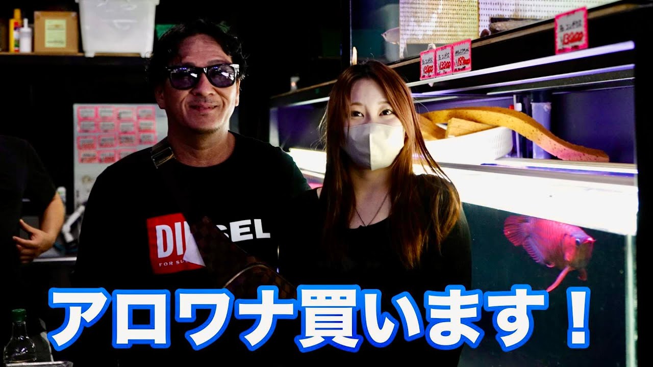 アロワナ購入&アロワナの梱包風景　熱帯魚屋の日常