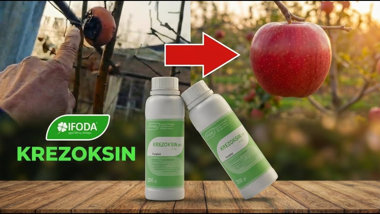 Qurt kirgan joydan to‘xtadi! Olma chirimadi — Krezoksin