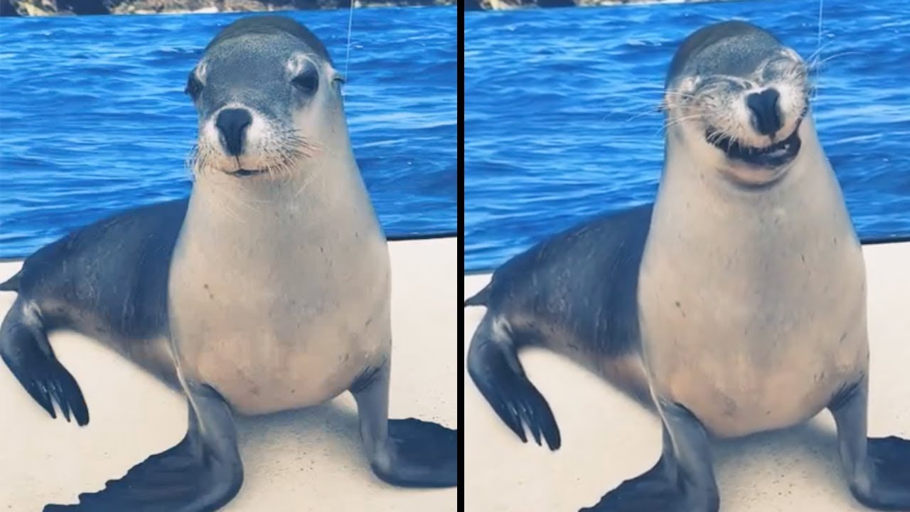 A Very Happy Seal