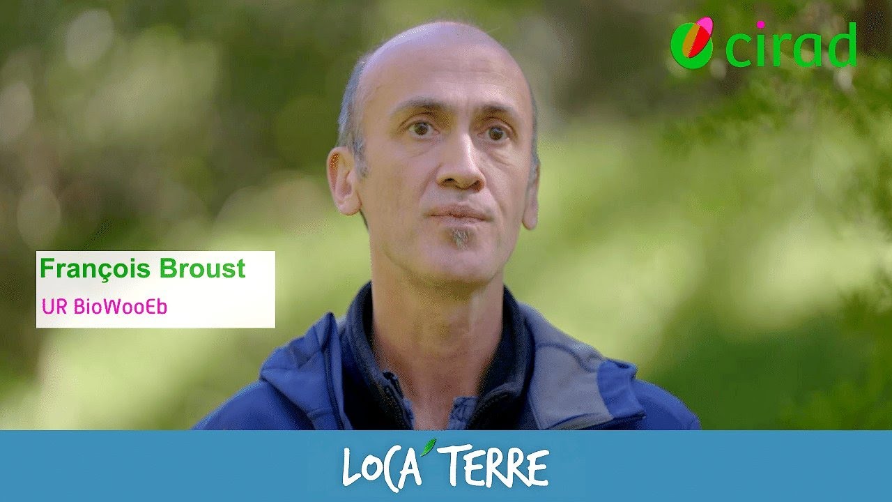 Engager la transition énergétique de La Réunion avec le bois-énergie - Loca’terre