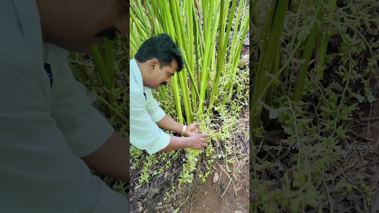 കണിപറമ്പൻ ഏലം