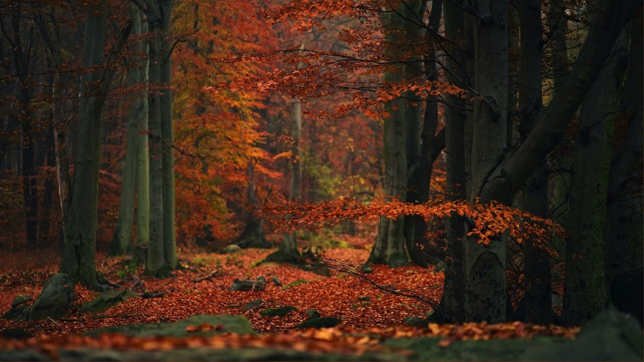Relaxing Autumn Splendor Ambience#autumnfoliage #ambience #fallambience #fall #thanksgiving #relax