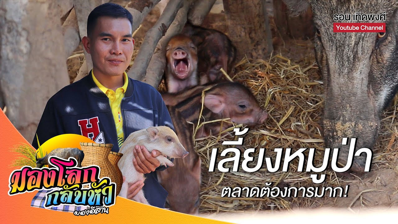 มองโลกกลับหัว Ep.39 | เลี้ยงหมูป่า อาชีพเสริมสร้างรายได้ตลอดปี #เลี้ยงหมูป่า #หมูป่า #หมู