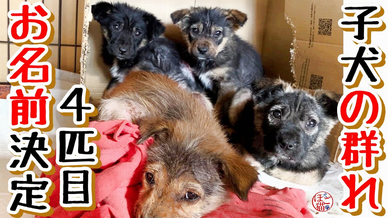 【子犬　野犬　お名前決定！】４匹目の子犬のお名前決定！