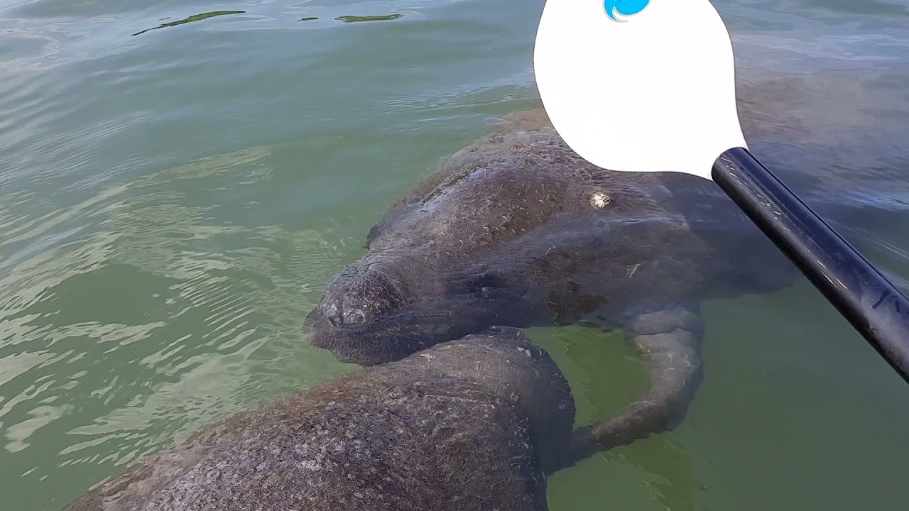 Manatees surrounded my kayak!