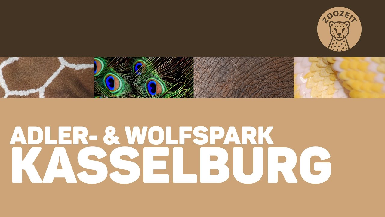 Adler- und Wolfspark Kasselburg • Falknerei und Wölfe in der Vulkaneifel!