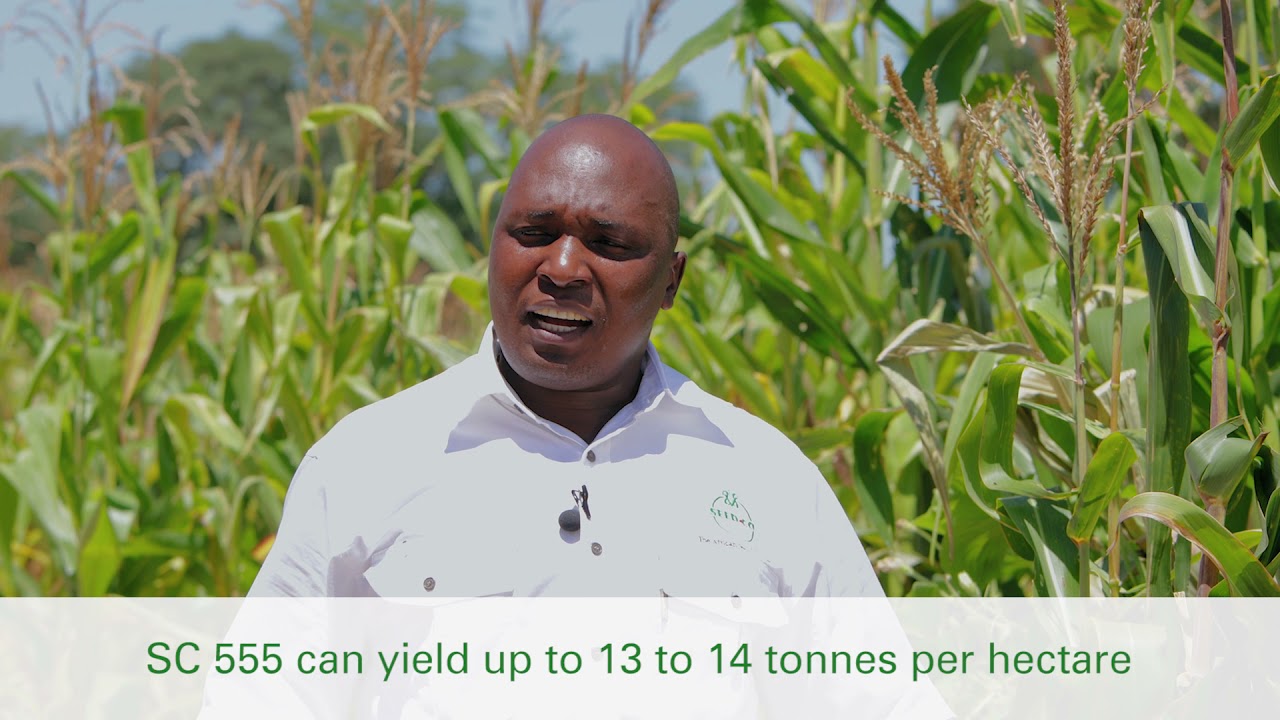 Seed Co Masvingo field day