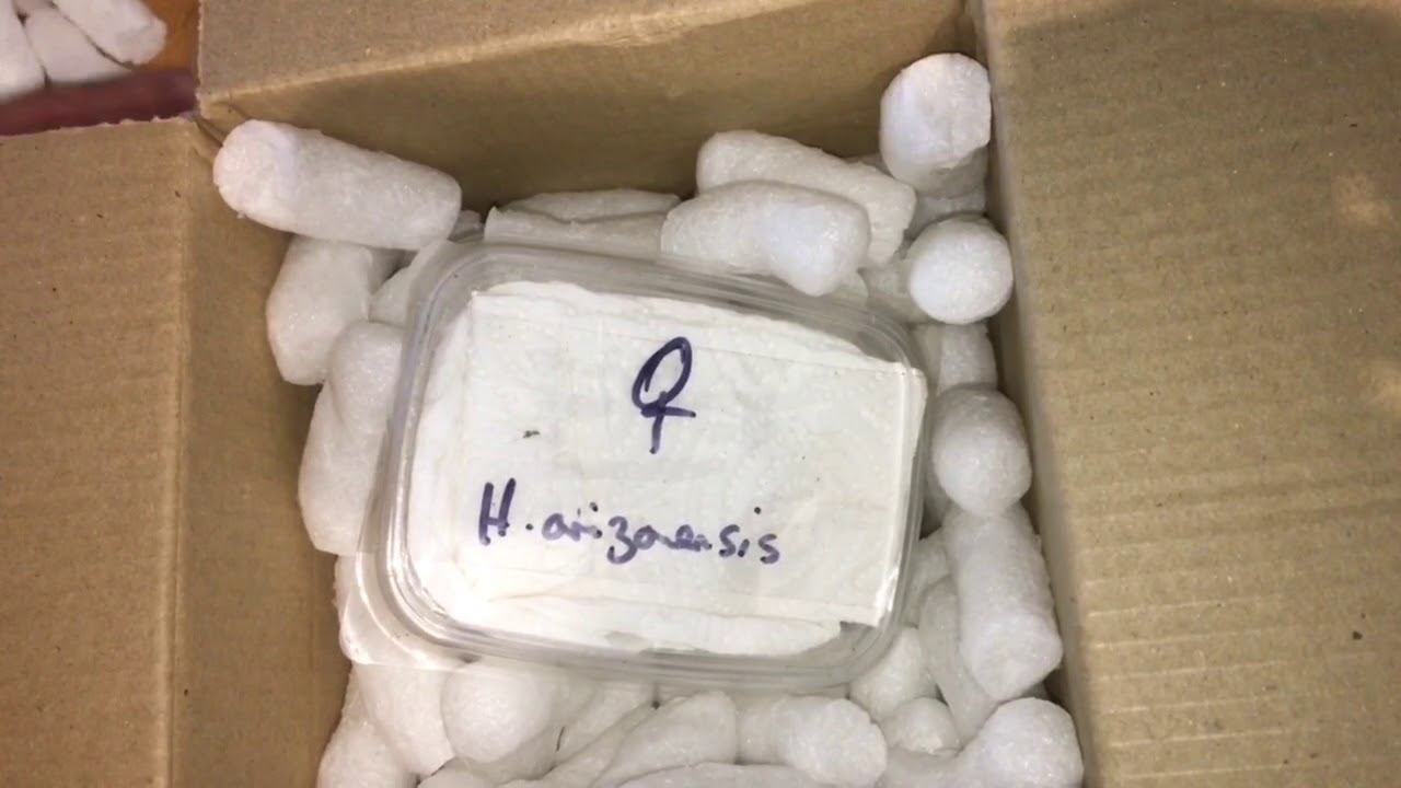 HADRURUS ARIZONENSIS - DESERT HAIRY SCORPION UNBOXING