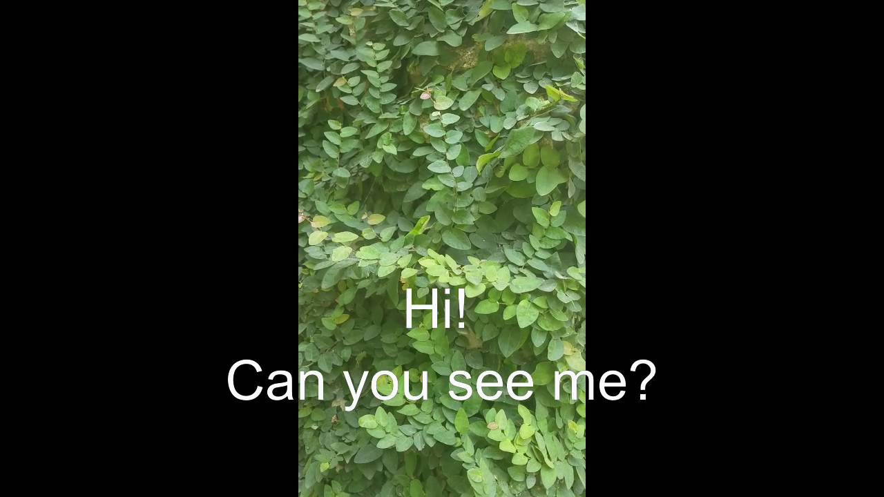Can you See Me?