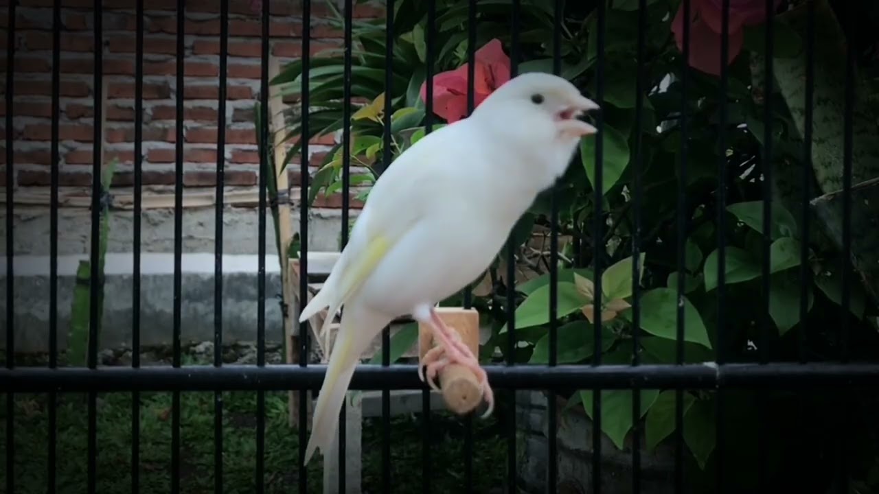 The Best Canary Singing Tempts All Canaries to Sing‼️ Belgian Canary 🐦
