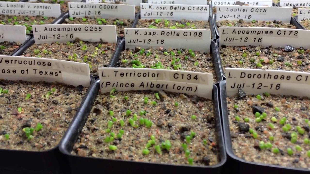 How I Water My Newly Sprouted Lithop Seedlings