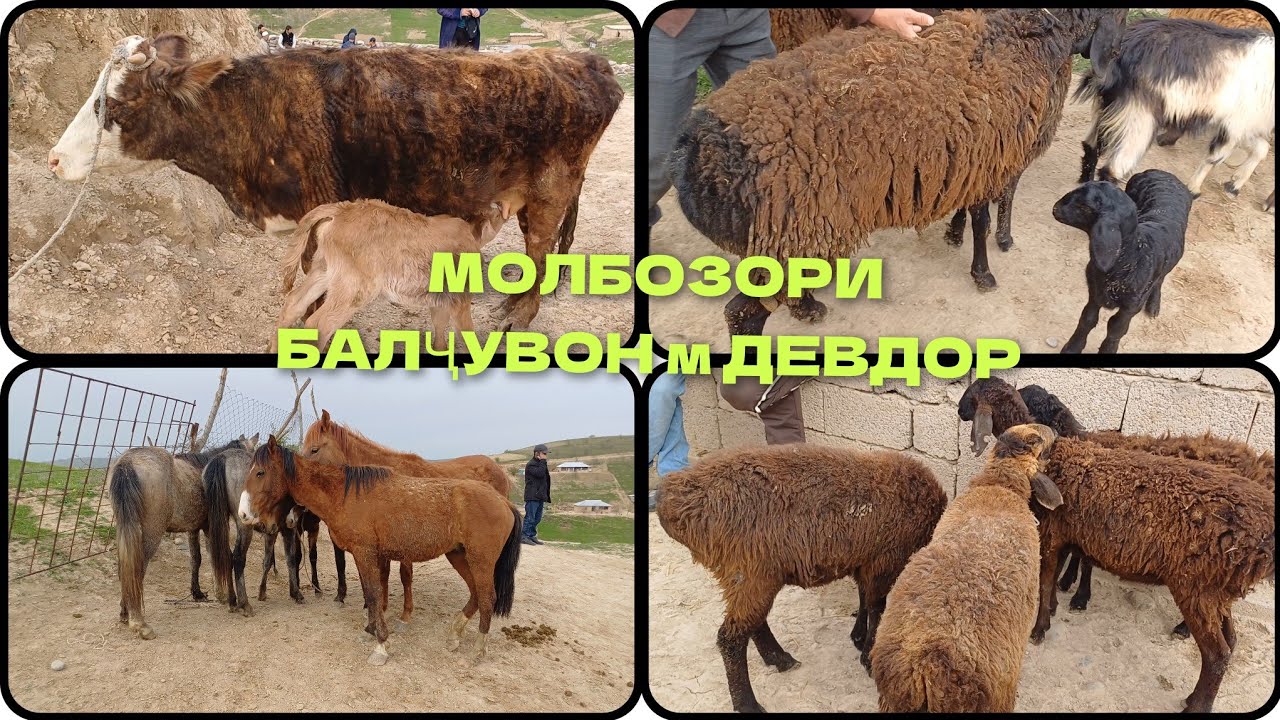 МОЛБОЗОРИ БАЛҶУВОН МАҲАЛАИ ДЕВДОР 03.004.2025