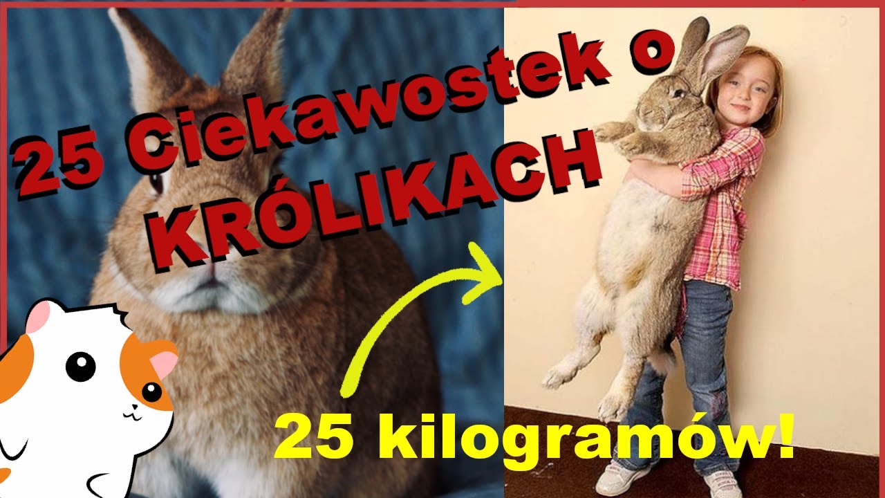 🐰 25 Ciekawostek o KRÓLIKACH 🥕 Linarchie 🐹 Informacje o królikach
