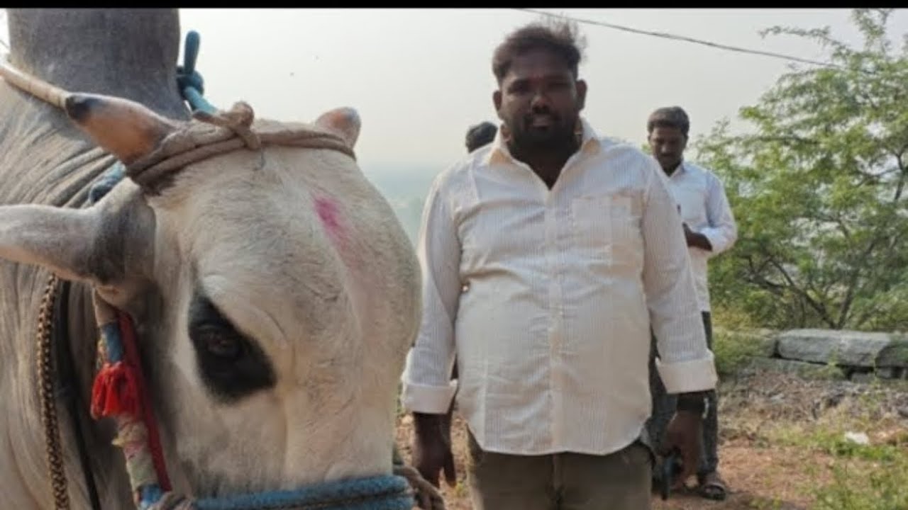 దొడ్లవాడు సీనియర్స్ విభాగం 10వ జత  mvsrబుల్స్ 🦁