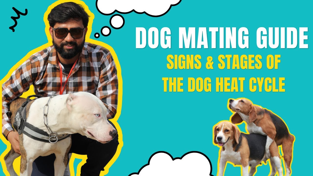 Dog Mating Guide | Signs and Stages of the Dog Heat Cycle | Maaz Veterinary Doctor 