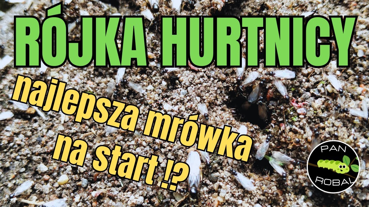 🧡 Rójka hurtnicy! Dlaczego to najlepsza mrówka na początek? 🐜 + Moje nowe królowe! 👑