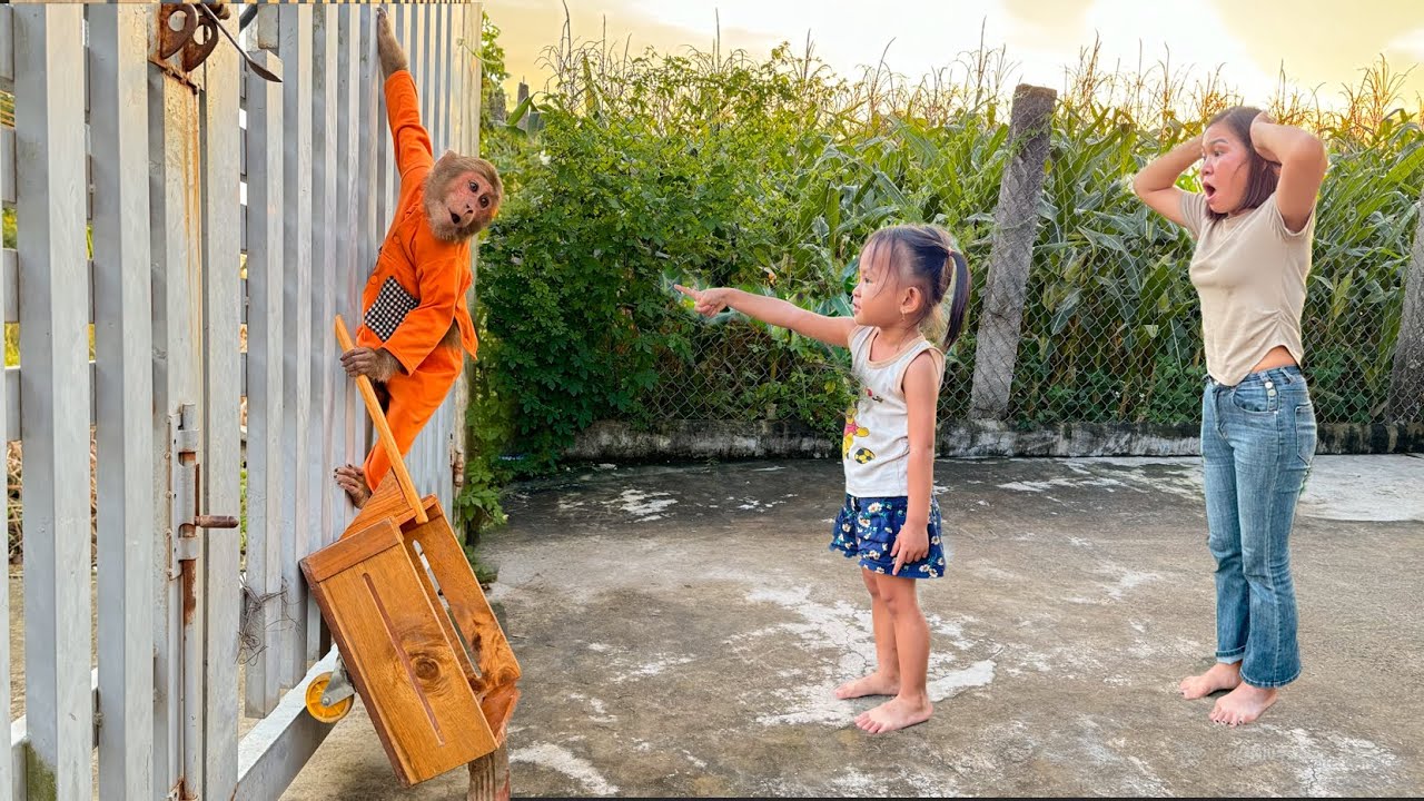CUTIS ran away to play and was discovered by Yen Nhi