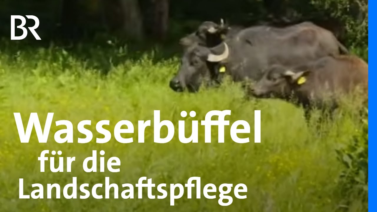 F&uuml;r gr&ouml;&szlig;ere Artenvielfalt: Wasserb&uuml;ffel als Landschaftspfleger | Wir in Bayern | BR