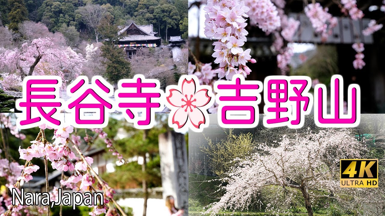 [4K] 奈良🌸桜名所『長谷寺・絵画のように美しい🌸桜』と『吉野山・開花したばかりの🌸白山桜』～吉野山ドローン空撮あり～