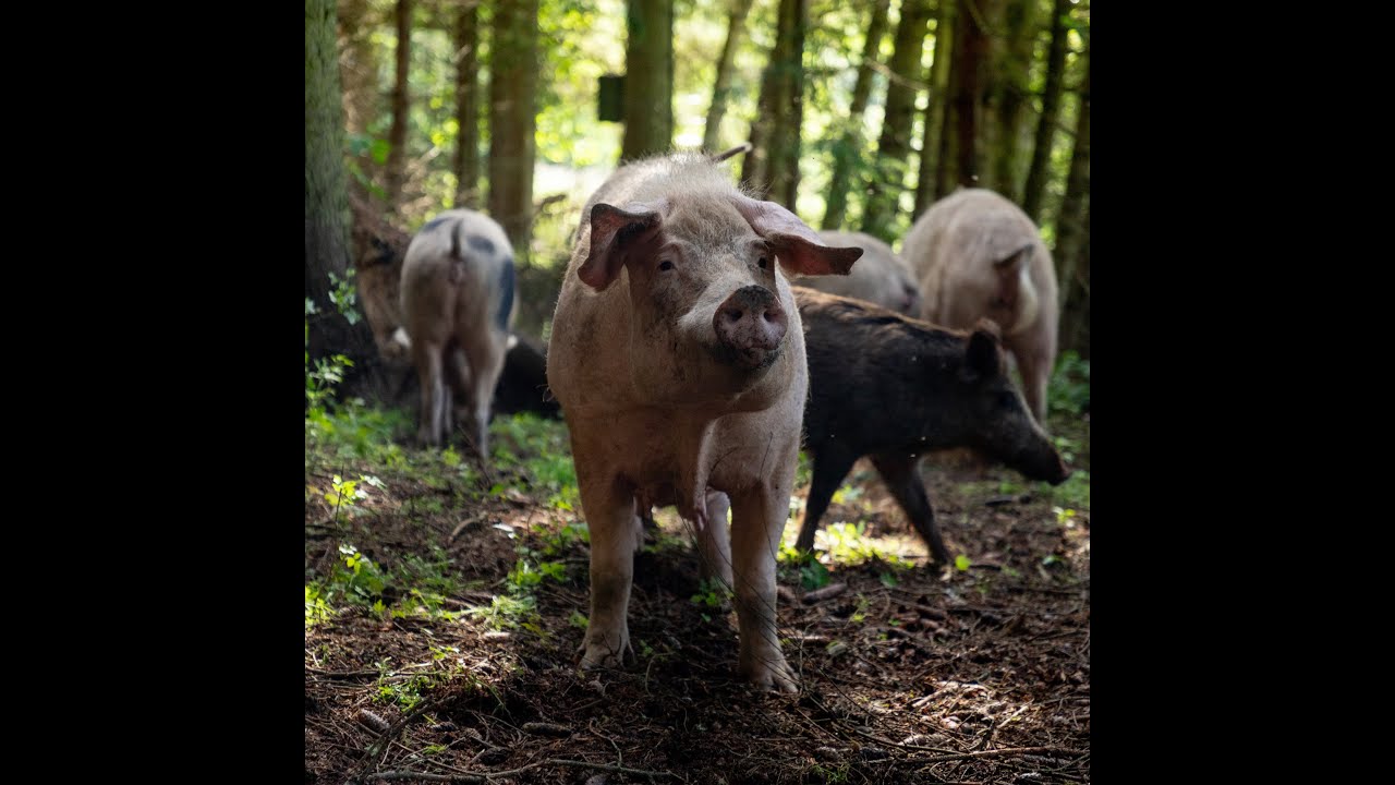 #missiontierschutz - Vegan.Bullerbyn e.V.