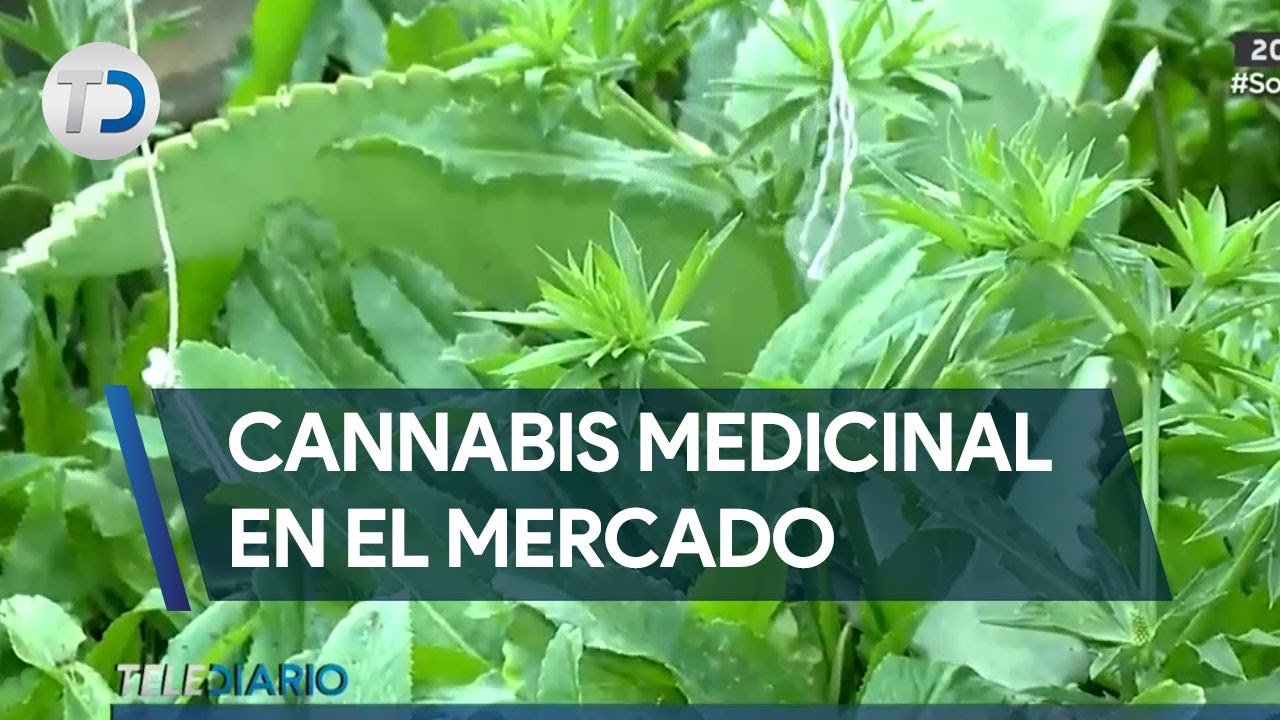 Cannabis medicinal en Costa Rica: &iquest;C&oacute;mo funciona?