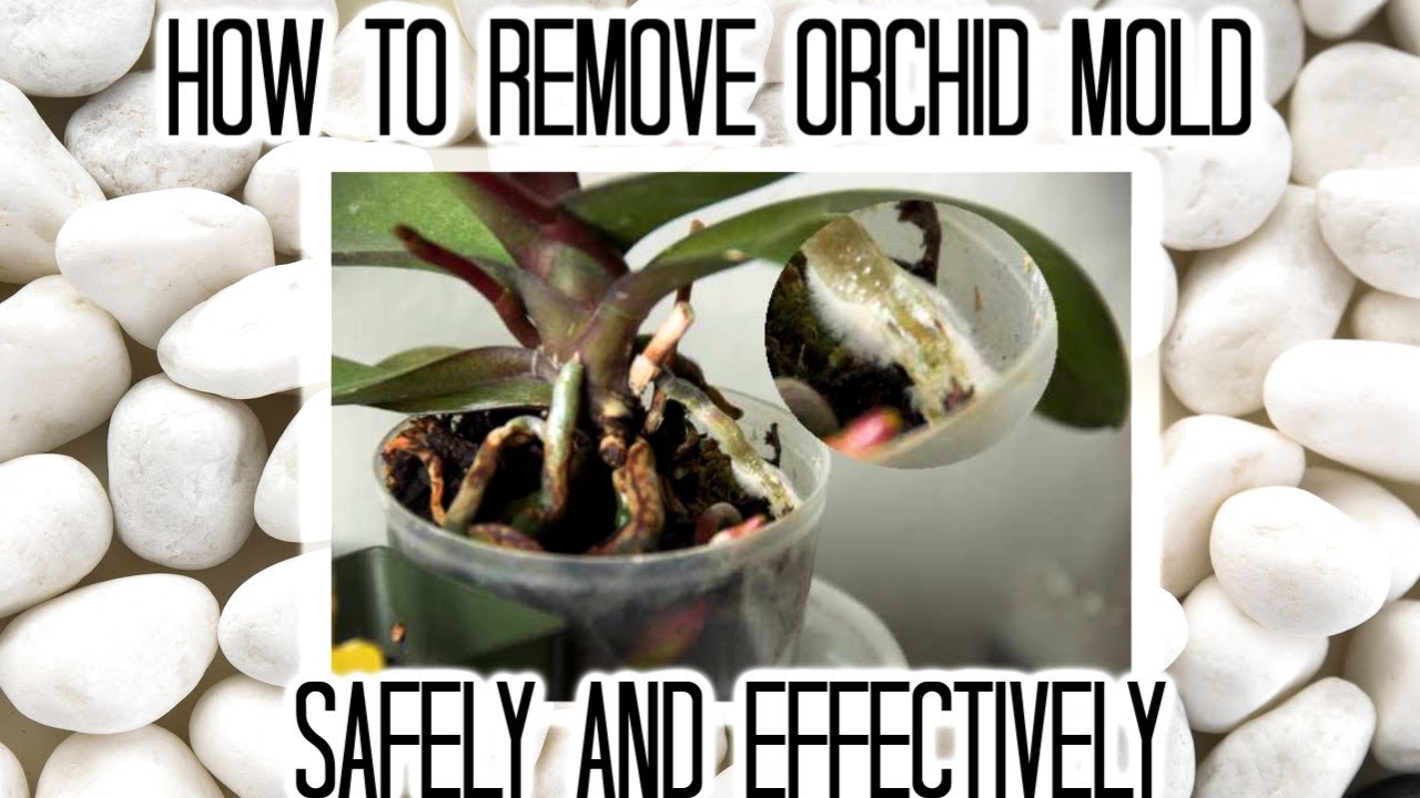 How to remove orchid mold