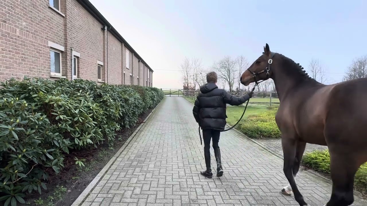 3yo stallion Dia Corrado x Catoki x Contendro