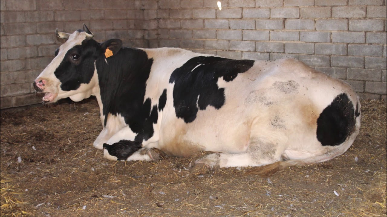Bettincourt -  Waremme 'Open deur  Farm Sanctuary ' 2018