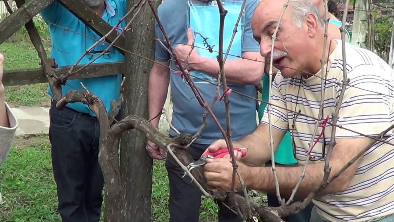 335 ) -  1 - )  -  PODA DA UVA ISABEL, NIAGARA ROSA E BRANCA &ndash;FERRAZ DE VASCONCELOS  SP  468