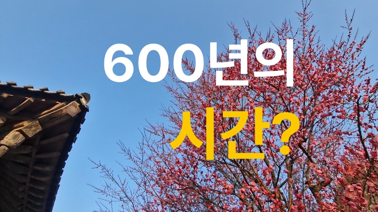 통도사 자장매 홍매화, 겨울을 건너 피어나다 | 양산 통도사 봄꽃