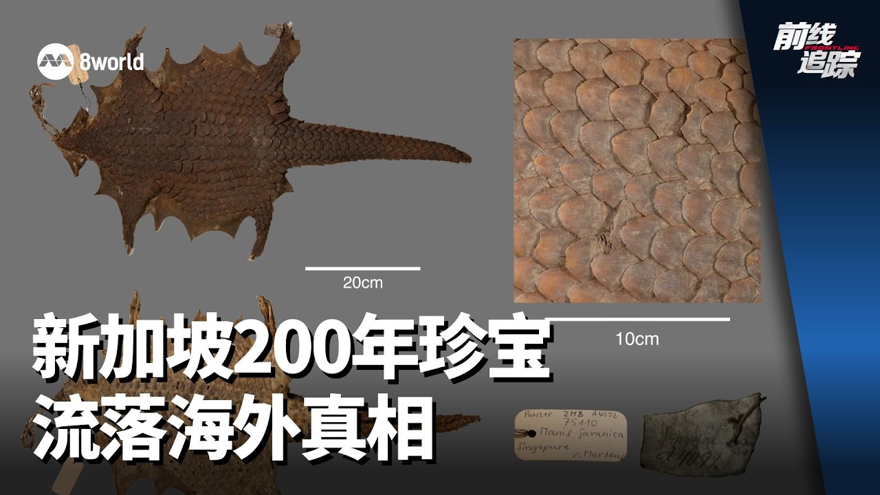 前线追踪 | 新加坡200年珍宝 流落海外真相